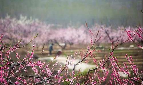 平谷旅游景点大全桃花_去平谷看桃花一日游攻略